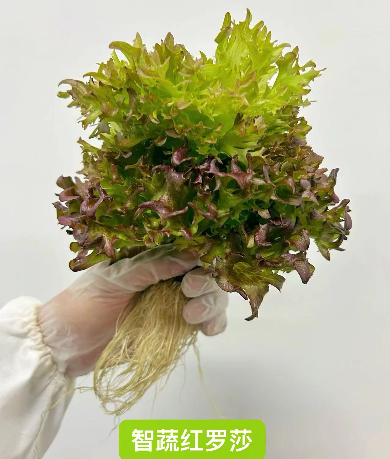 40尺种植模块