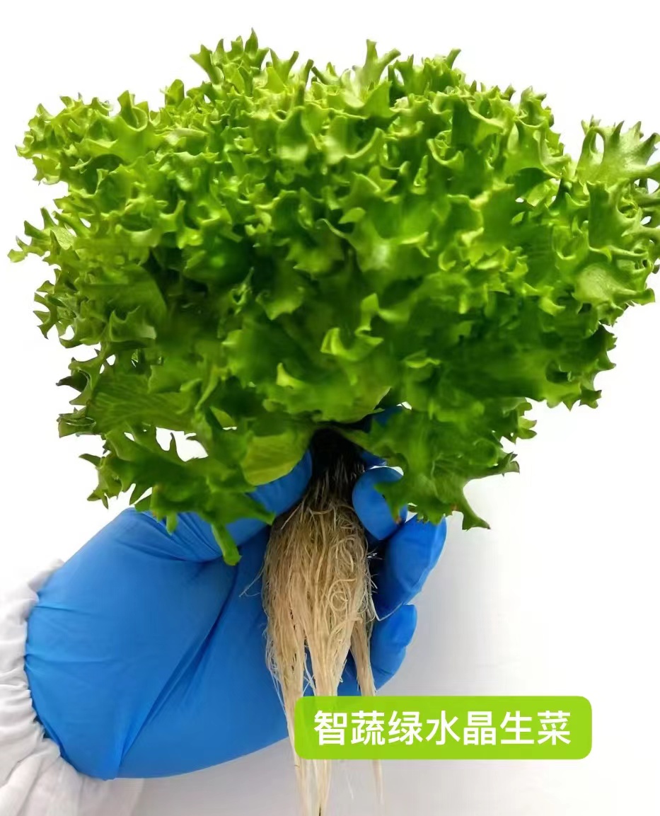菌菇类种植